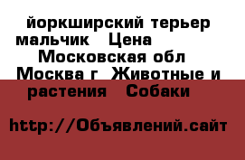 йоркширский терьер мальчик › Цена ­ 10 000 - Московская обл., Москва г. Животные и растения » Собаки   